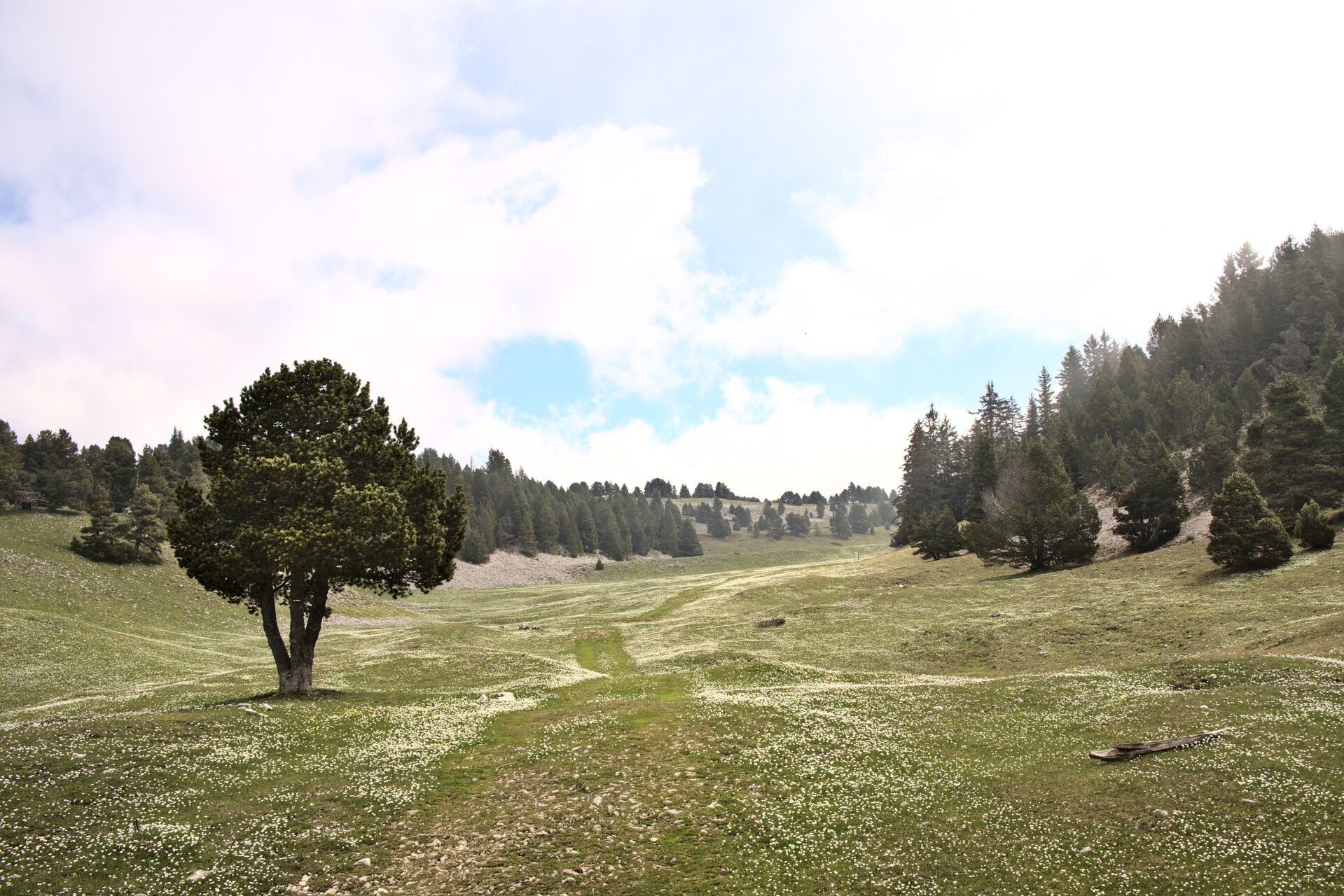 Pasto de altura llano en los Hauts-Plateaux del Vercors