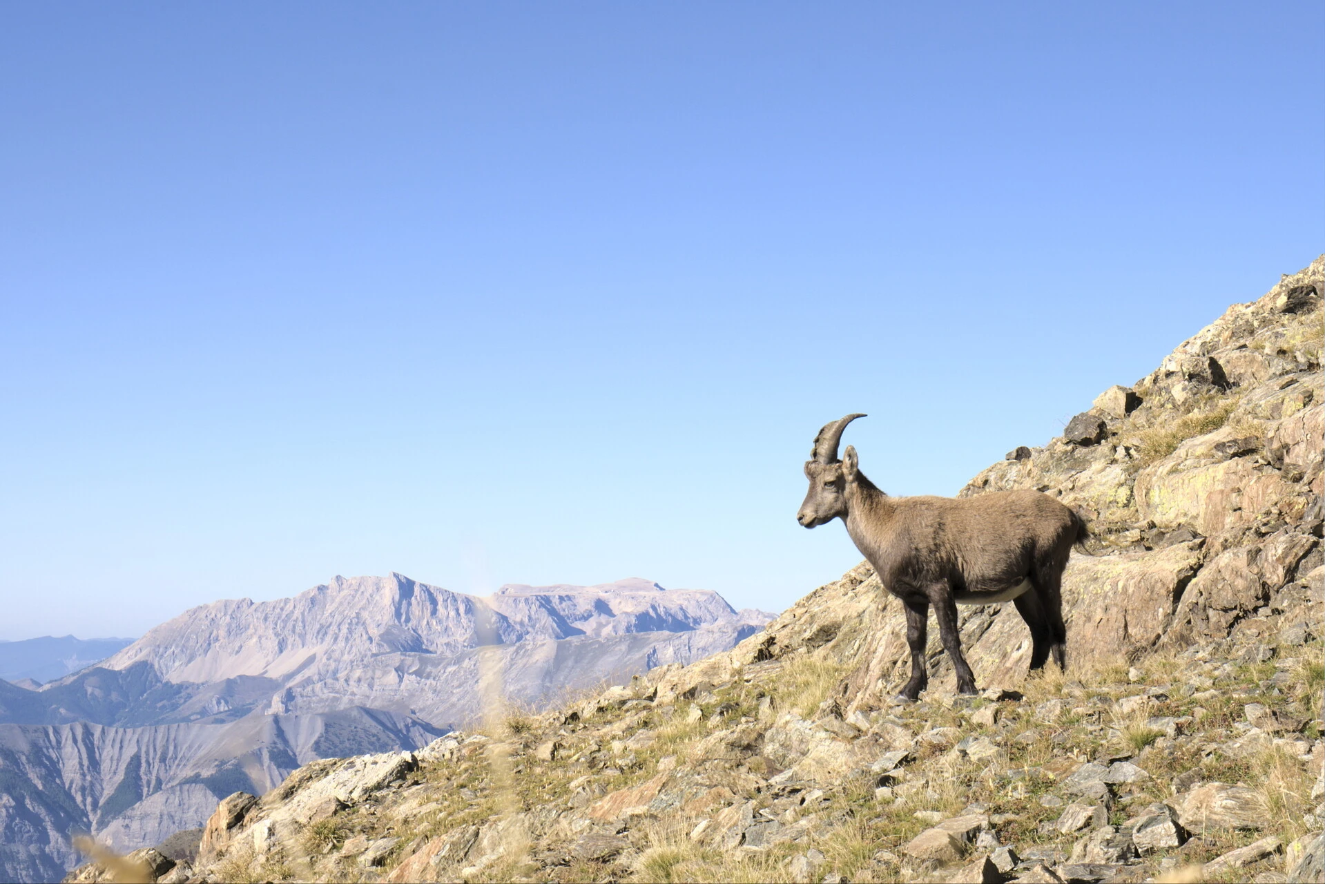 Íbice en las crestas del Vieux Chaillol, con los acantilados del Dévoluy en el horizonte