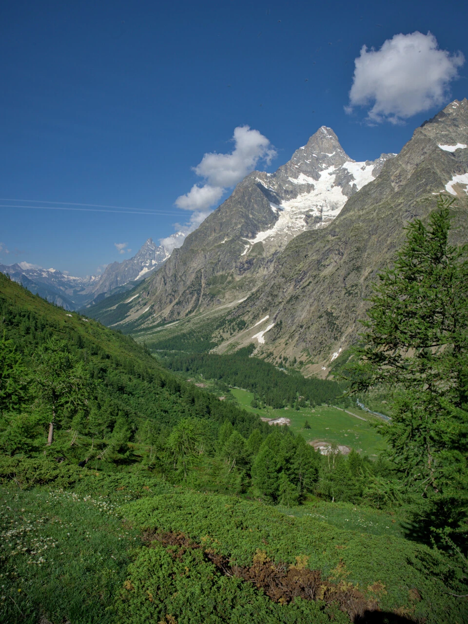 Bosque de alerces y agujas del Mont-Blanc en el sendero hacia el Refuge Bertone