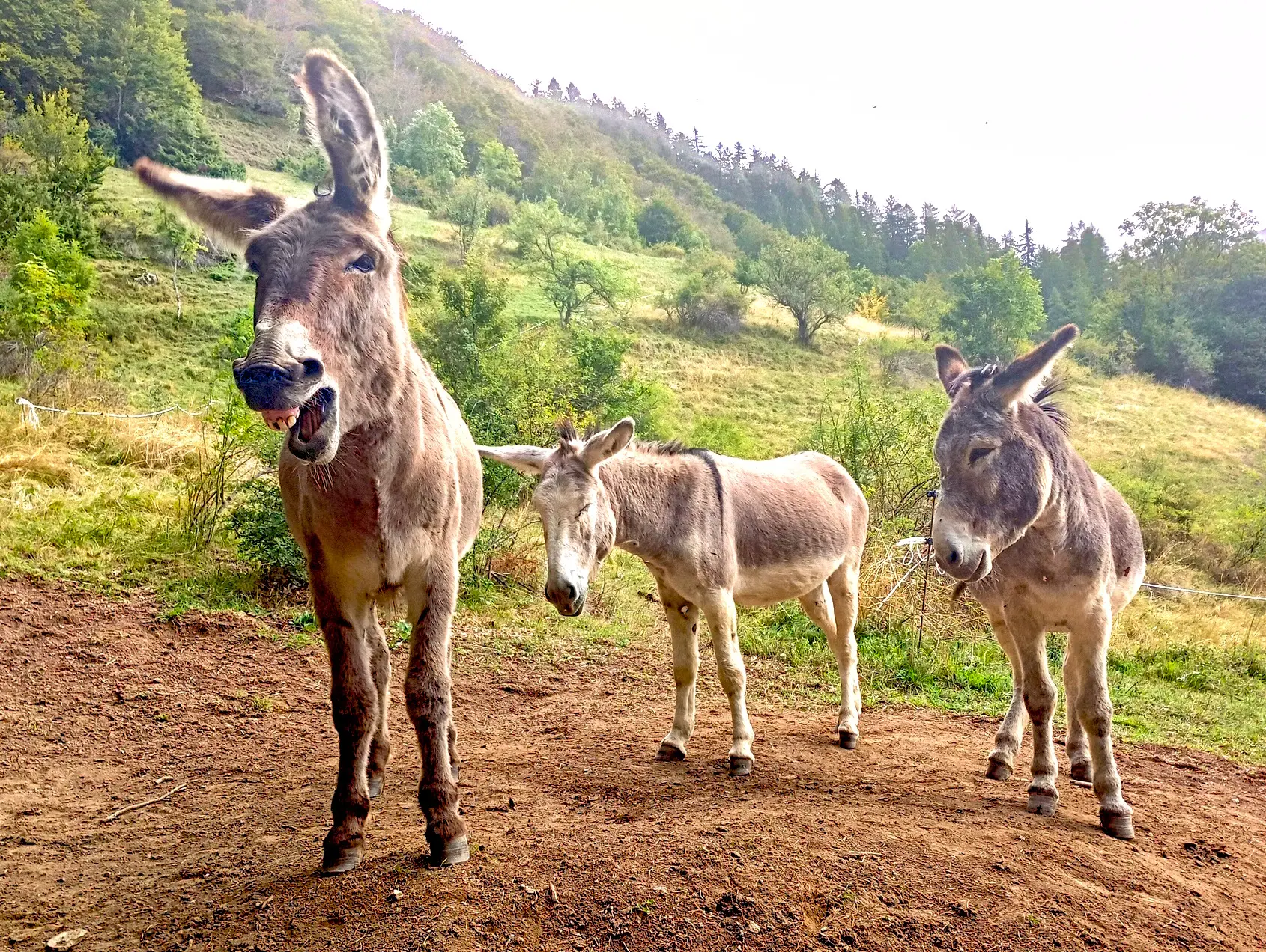 Maurice, Olan y Tintin - burro de senderismo
