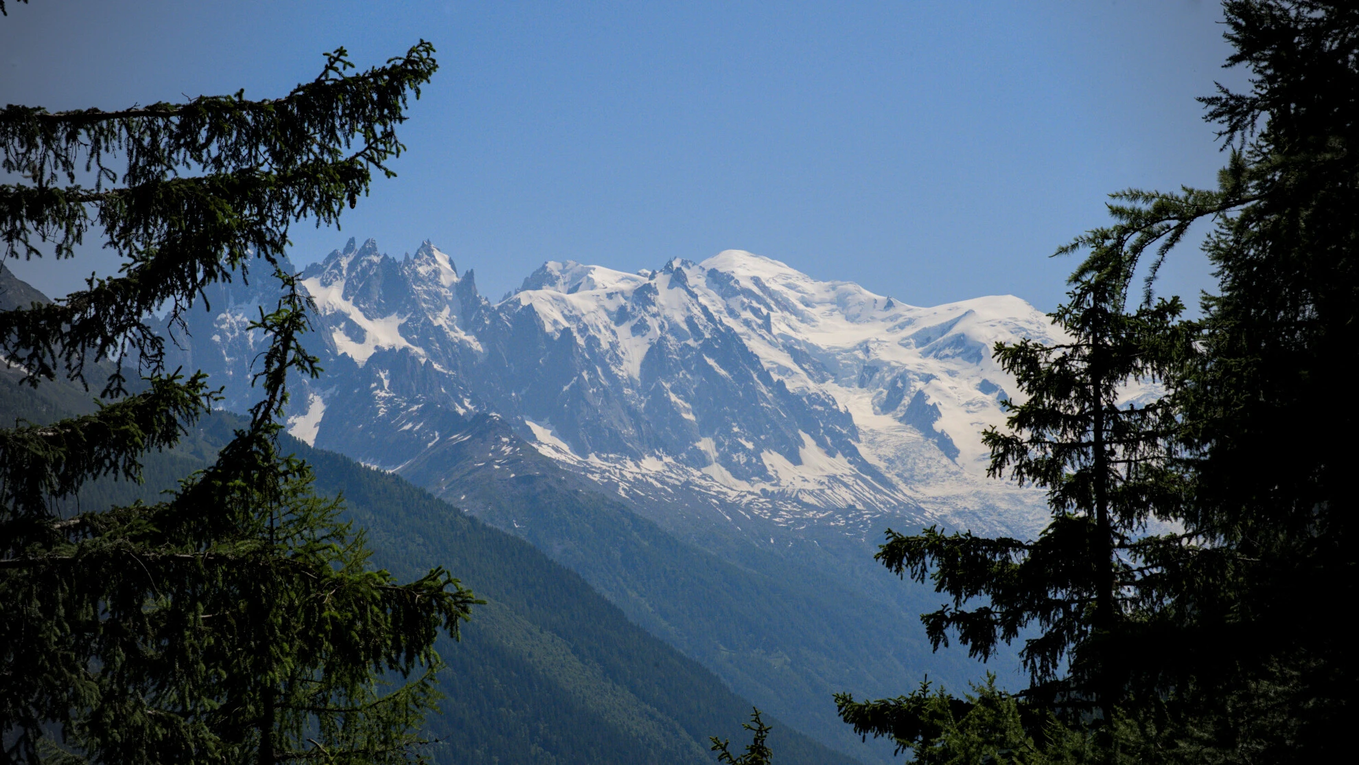 El macizo del Mont-Blanc visto entre los abetos, en el sendero del Grand Balcon Sud
