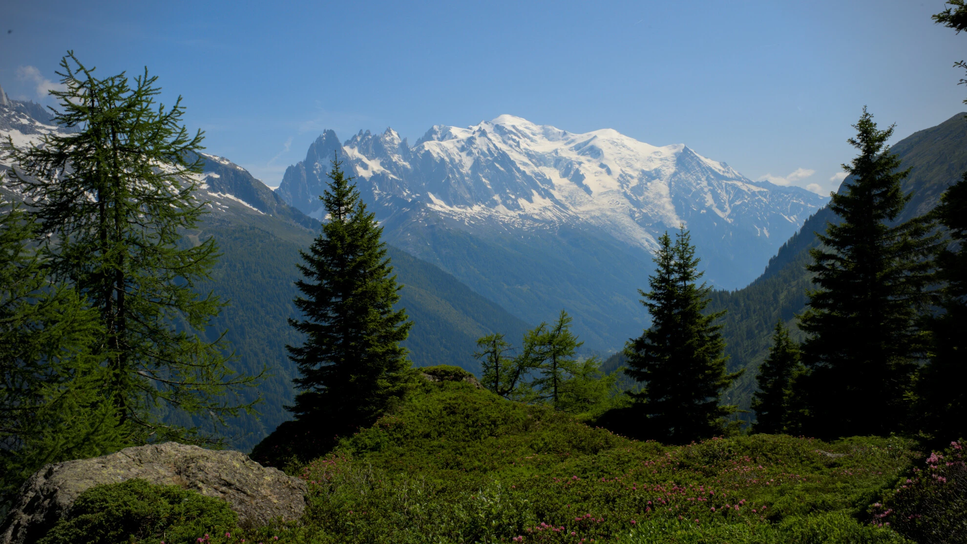 Pradera alpina en el Grand Balcon Sud con el macizo del Mont-Blanc de fondo
