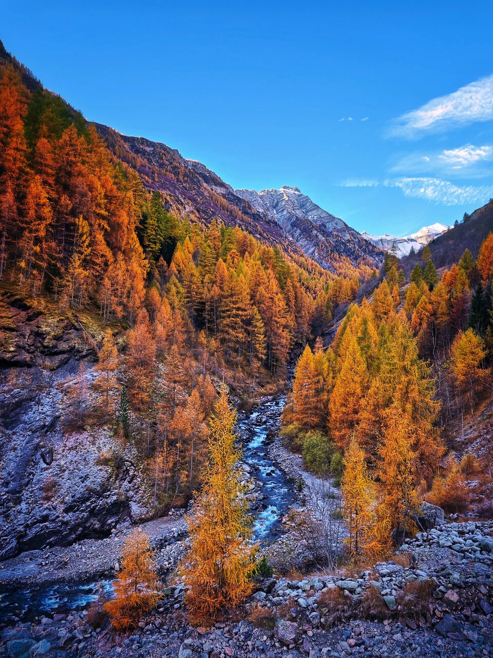 El valle del Drac Blanc en Champoléon, alerces en otoño
